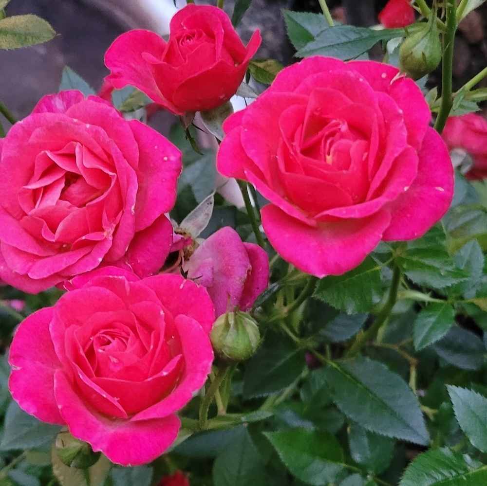 Meet your Posher, Sue